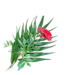 Gerbera_mit_Gruen-_rot