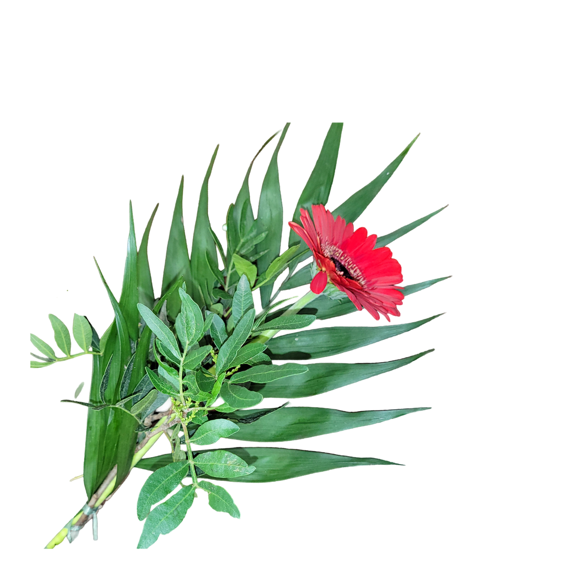 Gerbera_mit_Gruen-_rot