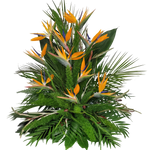Gesteck_Hoch_-_Nur_Strelitzie_-_Orange_Blau