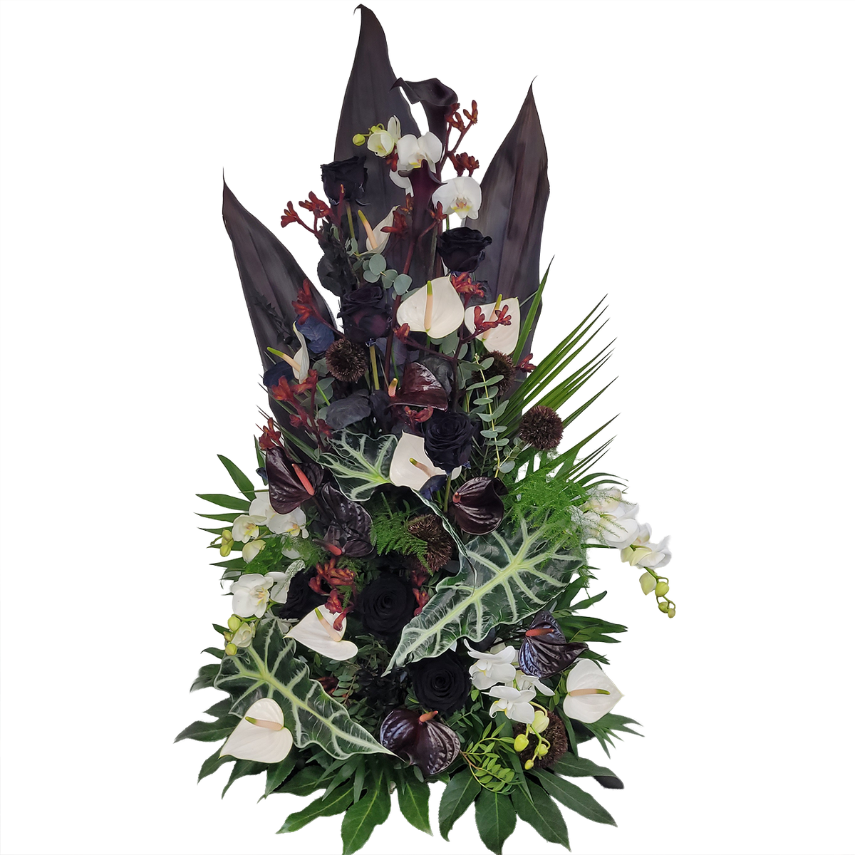 Gesteck_Hoch_-_Orchiedeen_Dentrobie_Rosen_Anigozanthos_Nelken_Anthurien_Germinis_Alocasia_-_Schwarz_Weiss_Bortoax_Lila_-_Exoten