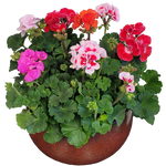 Pflanzschale_mit_Gefaess_nach_Verfuegbarkeit_-_Sommerpflanzen_nach_Verfuegbarkeit_-_z.B._Geranien_-_Bunt_-_Saison