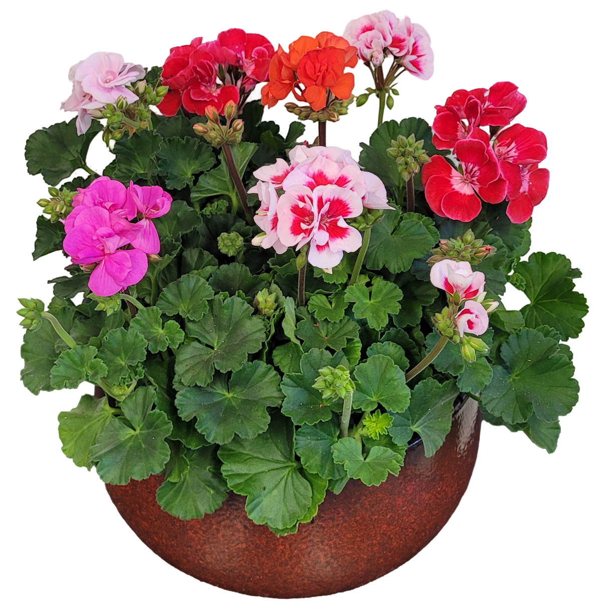 Pflanzschale_mit_Gefaess_nach_Verfuegbarkeit_-_Sommerpflanzen_nach_Verfuegbarkeit_-_z.B._Geranien_-_Bunt_-_Saison