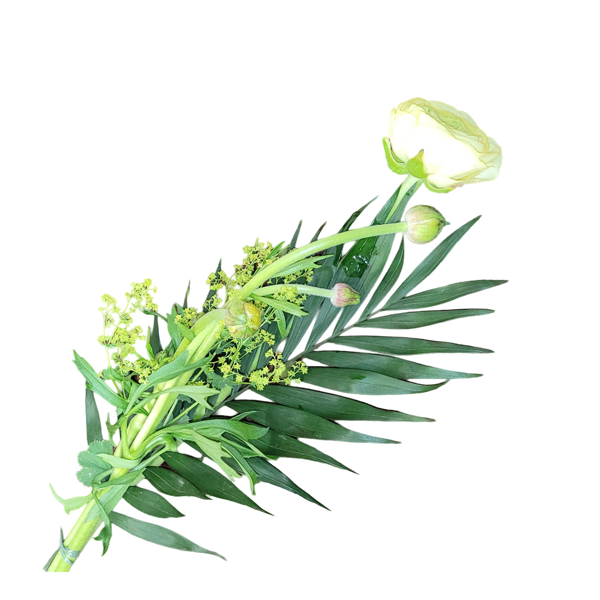 Ranunkel_mit_Gruen_-_Creme_-_Fruehling