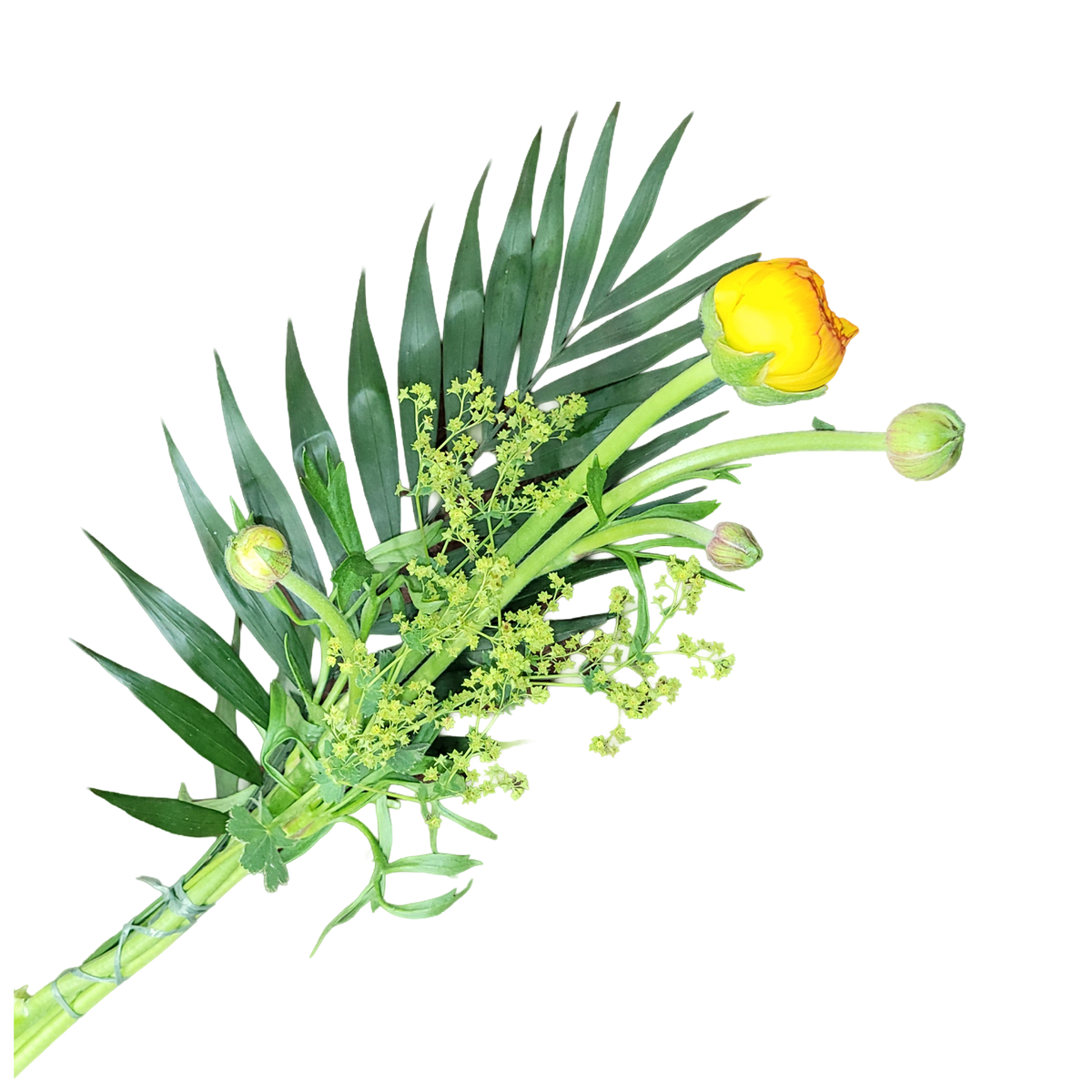 Ranunkel_mit_Gruen_-_Gelb_-_Fruehling