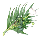 Ranunkel_mit_Gruen_-_Weiss_-_Fruehling