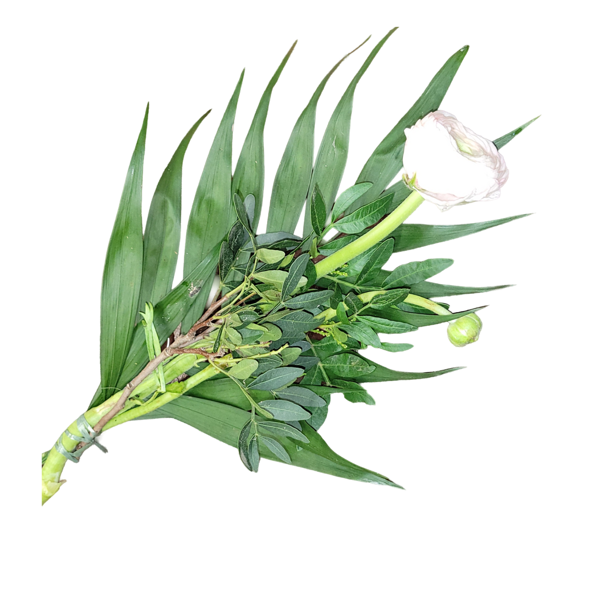 Ranunkel_mit_Gruen_-_Weiss_-_Fruehling