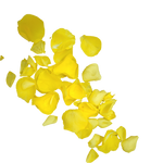 Streublumen_Gelb