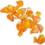 Streublumen_Orange