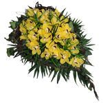 Traene_-_Nur_Orchiedeen_-_Cymbiedie_-_Gelb-_Exoten