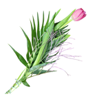 Tulpen_mit_Gruen_-_Pink_Fruehling