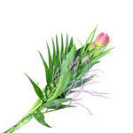 Tulpen_mit_Gruen_-_Rosa_Fruehling