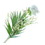 Tulpen_mit_Gruen_-_weiss_-_Fruehling